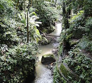 Affenpark in Ubud
