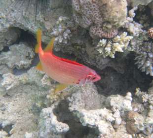 Рыбы Макади