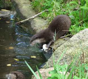 Bei den Ottern im Natureum Niederelbe