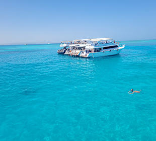 Delphintour mit Alex Hurghada 