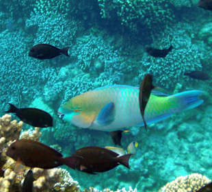 Schnorcheln im Happy Life Resort