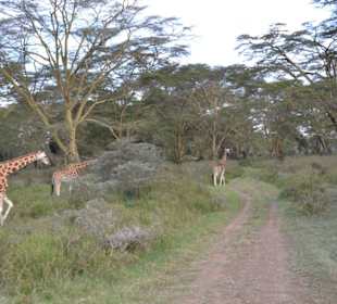 Rothschild-Giraffen im Lake Nakuru Nationalpark