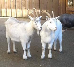 Adventmarkt auf Gut Aiderbichl 2016