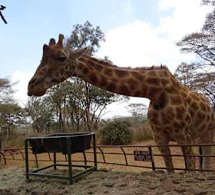 Giraffe im Freigelände