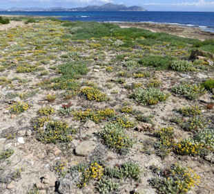 Unterwegs im Naturschutzgebiet Dunes de Son Real