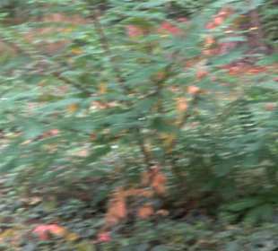 Gedenkstätte Alter Jüdischer Friedhof