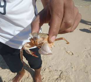 Krabbe auf der Insel Utopia
