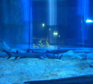 Ocean Park Hong Kong