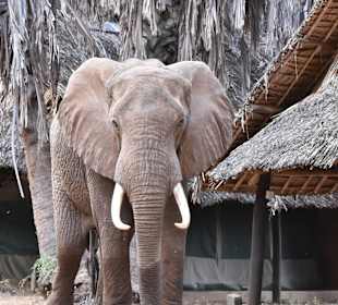 Mario? Im Epiya Chapeyu