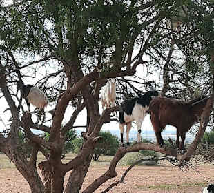 Alles echt ( Ziegen auf dem Baum)