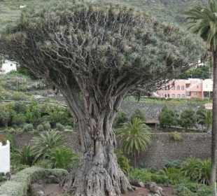 Drago milenario