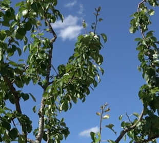 Eduard Lucas Musterobstgarten Mähringen