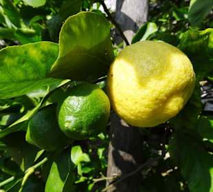 Rundgang durch das Zitronengewächshaus