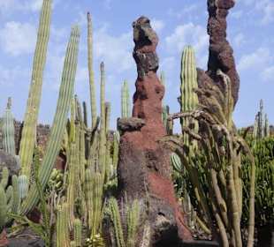Im Kaktusgarten