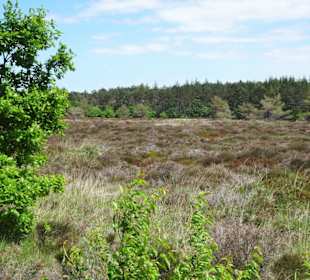 Impressionen aus den Cuxhavener Küstenheiden