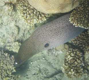 Schnorcheln Makadi Bay