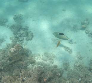 Tauchbasis Tauchen unter Freunden