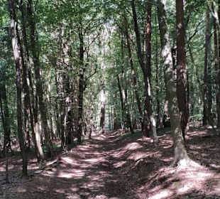 Waldweg