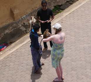 Galle - Affen und Schlangen für die Touristen