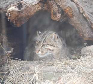 Washington Zoo
