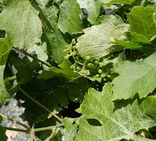 Es gibt auch Wein auf Lanzarote