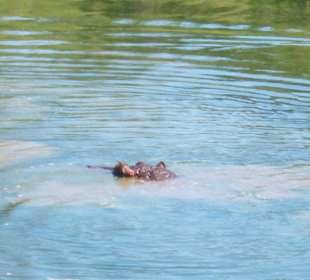 Hippo taucht auf Big 1