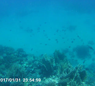 Schnorcheln Makadi Bay