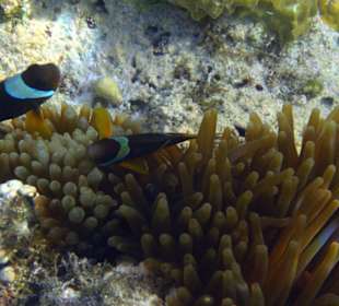 Dunkelbraune Clownfische