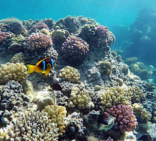 Riff direkt am Hotelstrand