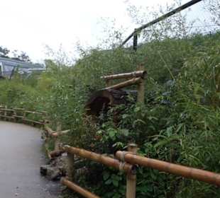 Regenwaldhaus
