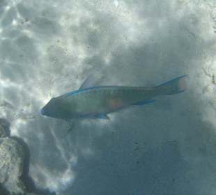 Unterwasseraufnahme bunte Fische überall