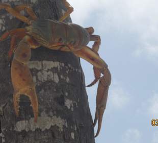 Riesenkrabbe auf Palme Saona