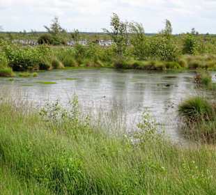 In den Wiedervernässungsflächen des Moores