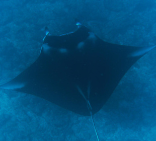 Manta