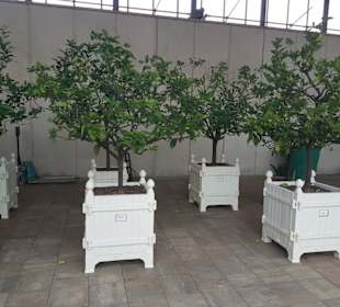 Orangerie Ansbach 