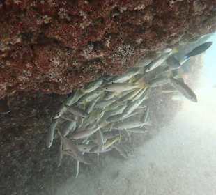 Unterwasserwelt Musandam