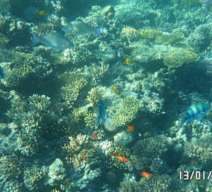Bunte Fische u. Korallen