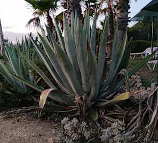 Praia de Nossa Senhora da Rocha