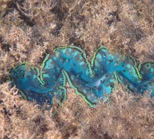 Schnorcheln Hurghada