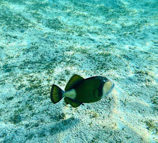 Schnorcheln Marsa Alam