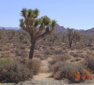 Joshua Tree National Park