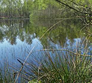 Impressionen aus der Gellener Torfmöörte