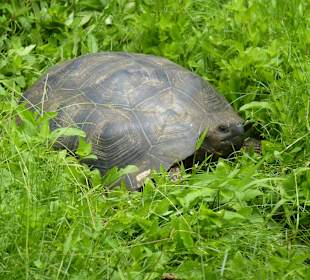Riesenschildkröten in freier Natur