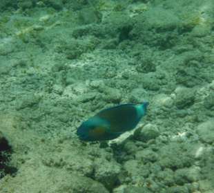 Hausriff, rechts von der Marina