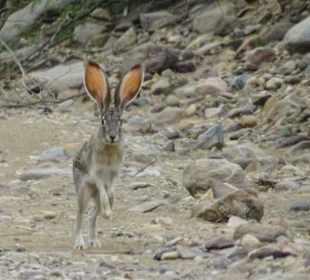 Jackrabbig, Big Bend Nationalpark