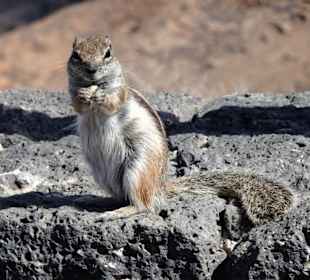 Neugierige Besucher am Mirador Risco de las Peñas