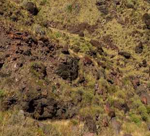 Roślinność Gór Gran Canaria