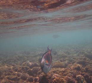 Hausriff mit Bewohner