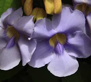 Orchidee