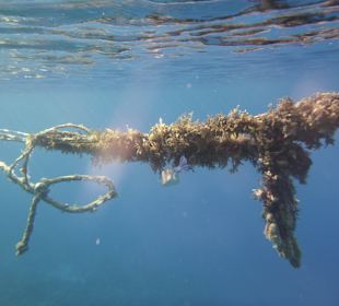 Schnorcheln Makadi Bay